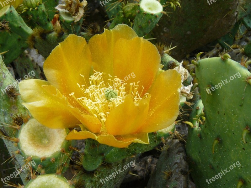 Cactus Flower Yellow Desert Prickly