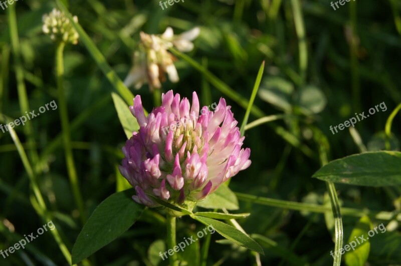 Chive Flower Meadow Nature Plants