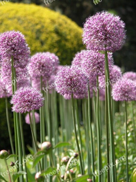 Allium Flowers Garden Summer Plant