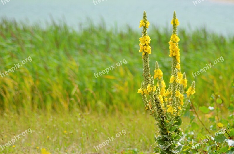 Yellow Flower Yellow Nature Summer Spring