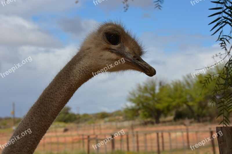 South Africa Strauss Farm Africa Head