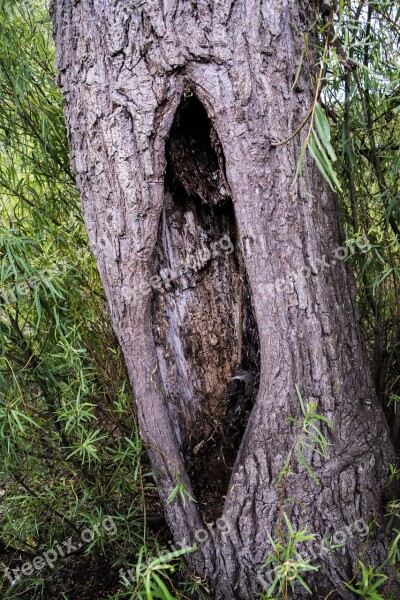 Trunk Tree Cut Trunk Tree Bark Tree Trunk