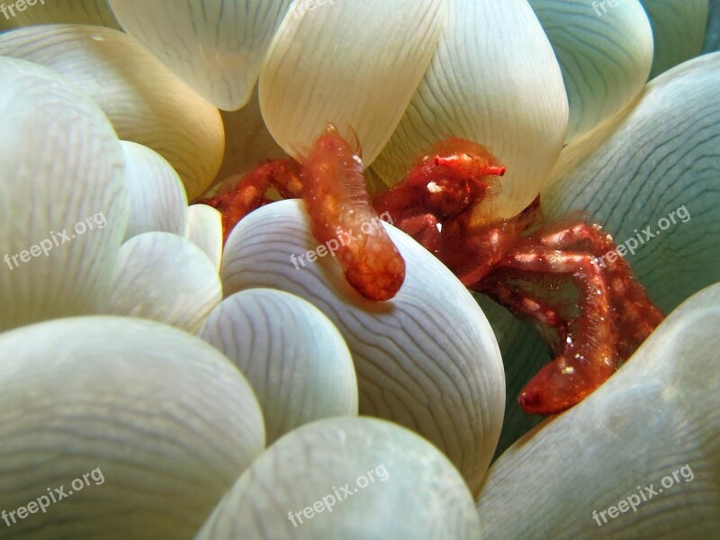 Crab Underwater Fauna Marine Underwater Photography