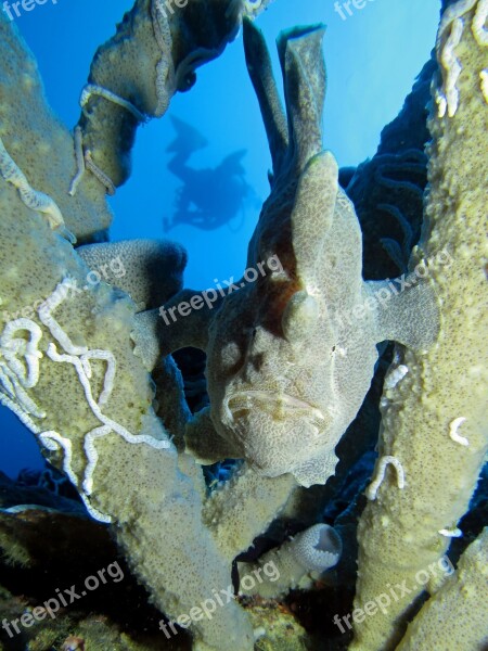 Frog Fish Underwater Fauna Marine Underwater Photography