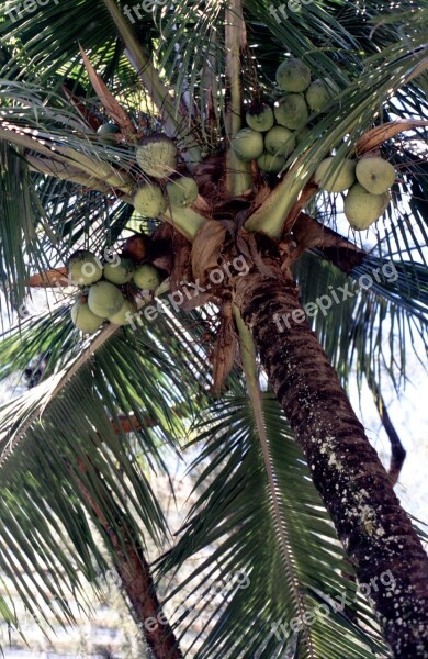 Palm Coconuts Coconut Tree Exotic Mediterranean