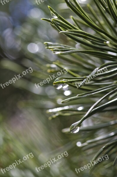 Pine Rain Tree Conifer Nature