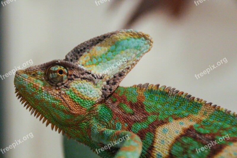 Chameleons Chamaeleons Clade Lizards Colorful