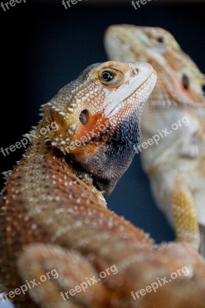 Bearded Dragon Reptile Male Animal Pet