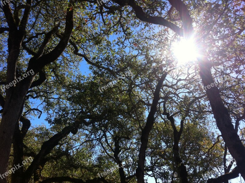 Oak Oak Tree Nature Sky Branches