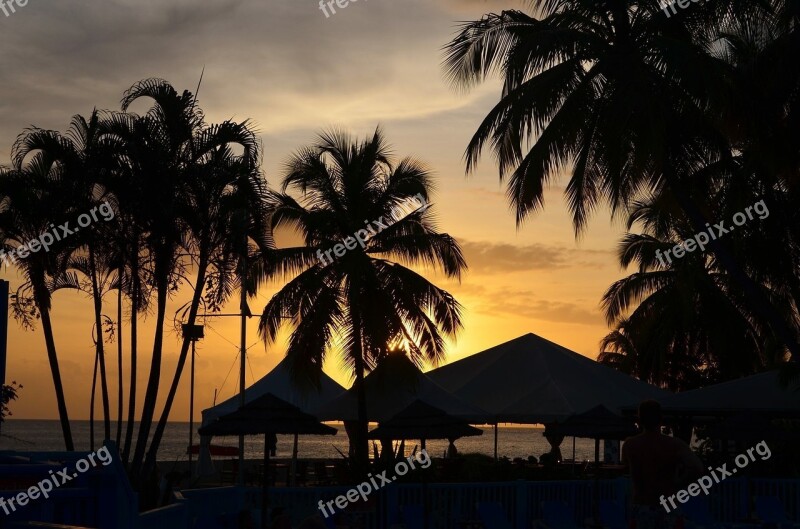 Landscape Martinique Sunset Palm Trees Free Photos