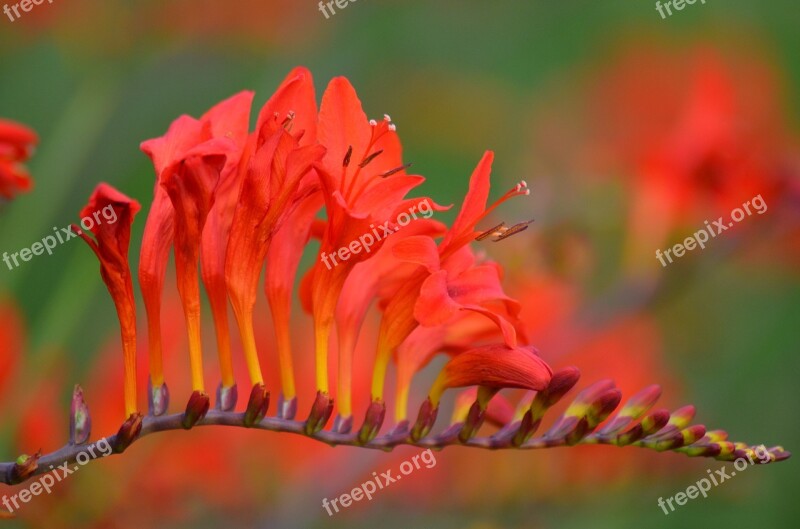 Flowers Red Flowers Nature Red Flower Red