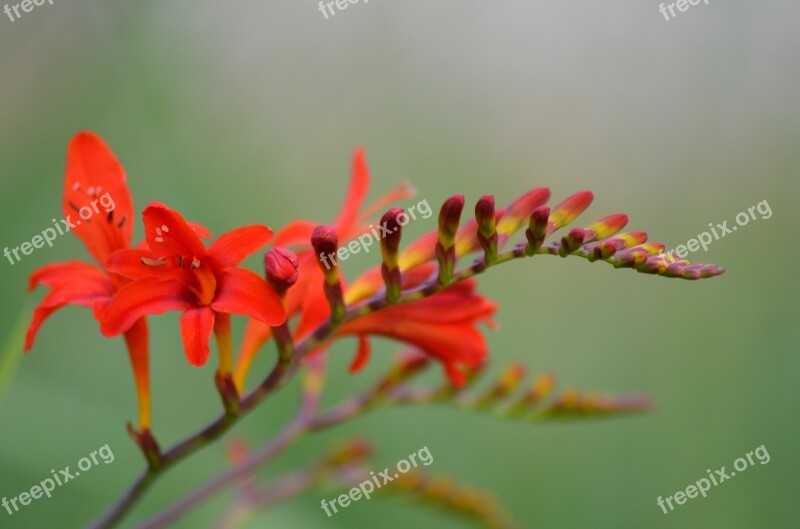 Flowers Red Flowers Nature Red Flower Red