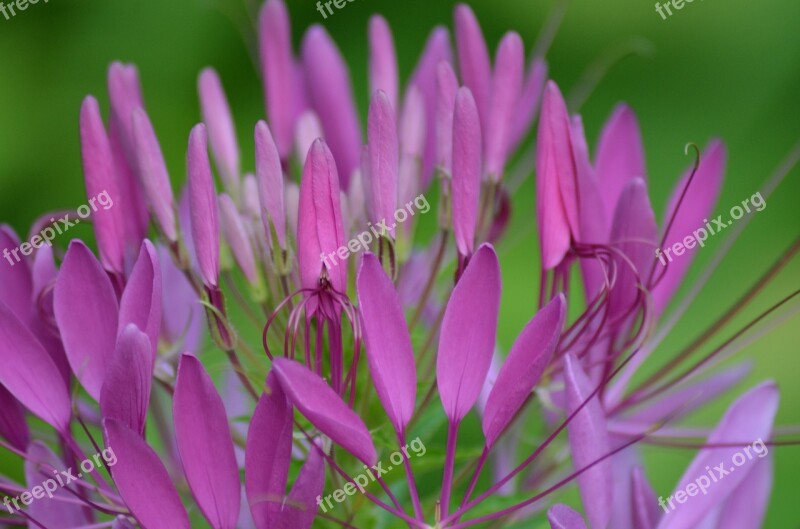 Flowers Purple Flowers Nature Purple Flower Violet