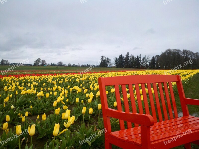 Tulips Bright Colors Flowers Bench Spring