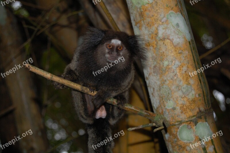 Mico Marmoset Monkey Wildlife Common Marmoset