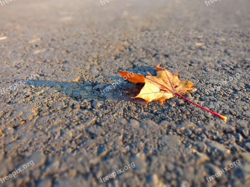 Leaf Autumn Leaves Leaves In The Autumn Fall Foliage