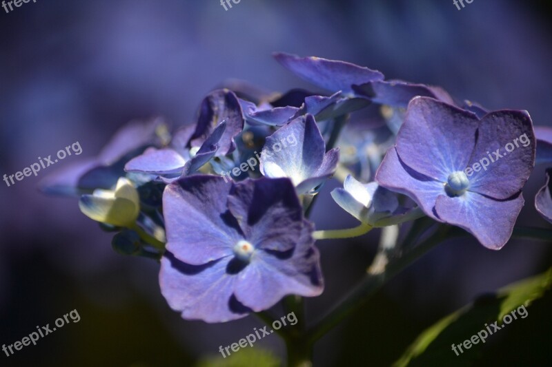 Hortensia Flower Flowers Violet Flowery