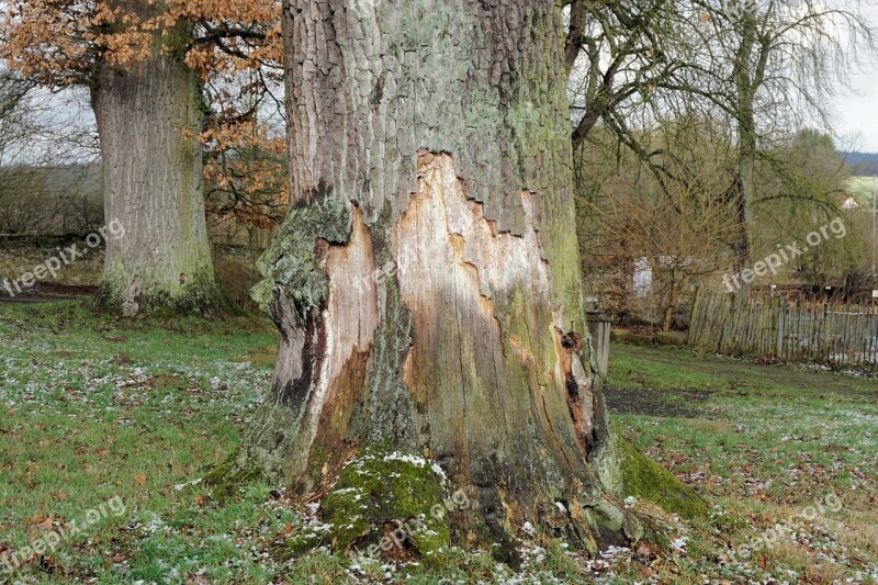 Tree Oak Forest Nature Bark