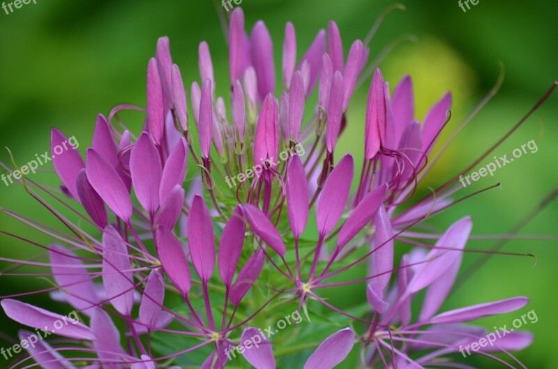 Flowers Purple Flowers Nature Purple Flower Violet