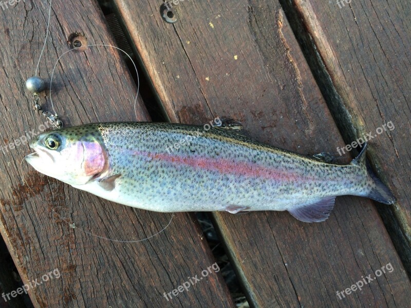 Fish Fishing Trout Catch Free Photos