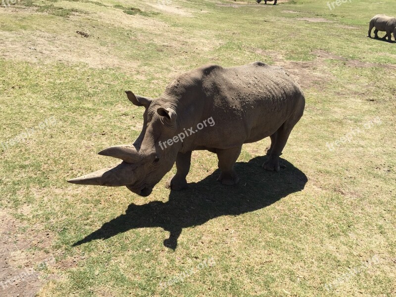 Rhino Zoo Rhinoceros Horn Dangerous