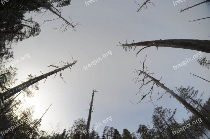 Wood Dead Sky Dried Up Free Photos