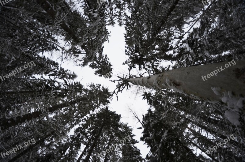 Different Wood Forest One Of The Different Nature