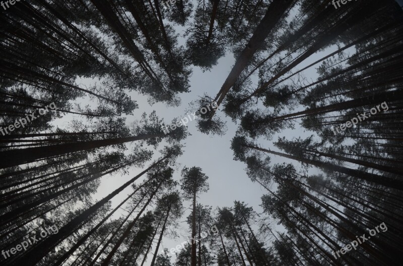 Pine Forest Winter Wood Forest Finnish