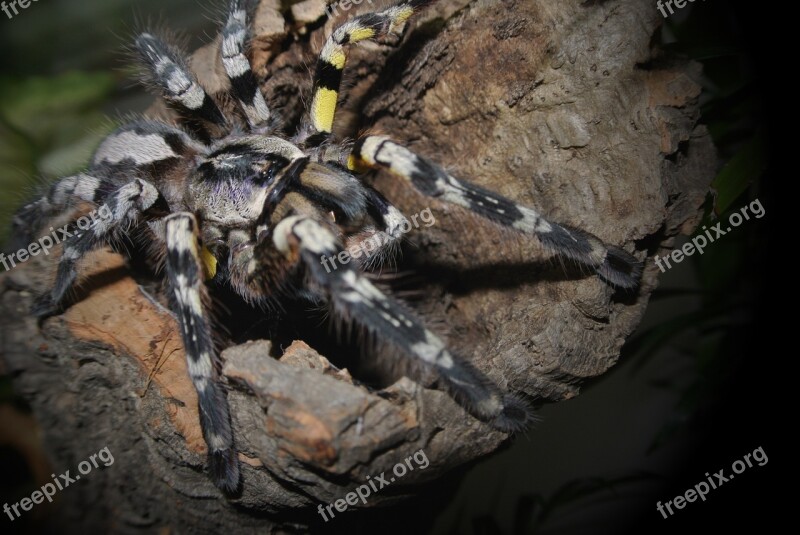 Poecilotheria Striata Tarantula Spider Free Photos