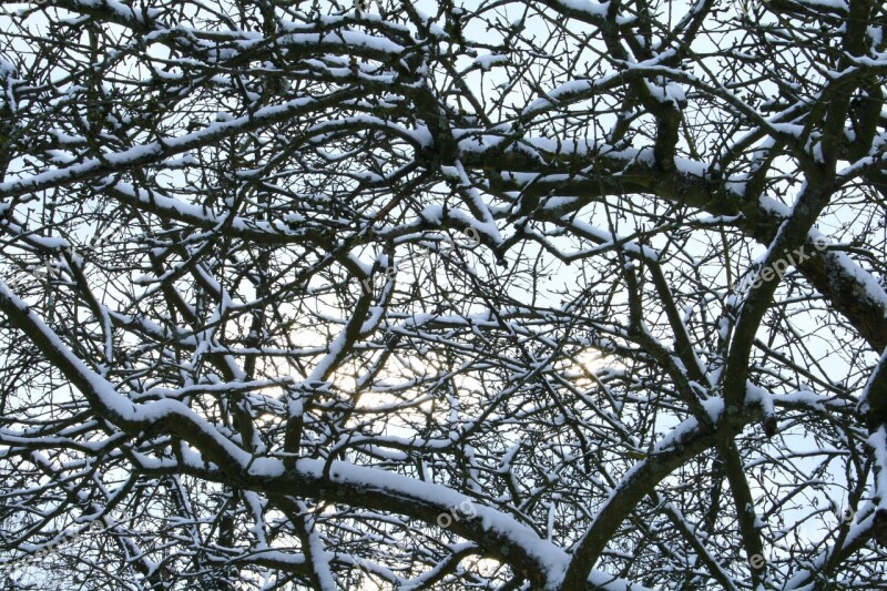 Snow Trees Winter Forest Ice