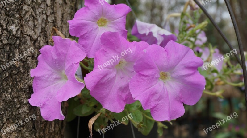 Pilates Ii Tasmania Pink Flowers Garden Summer