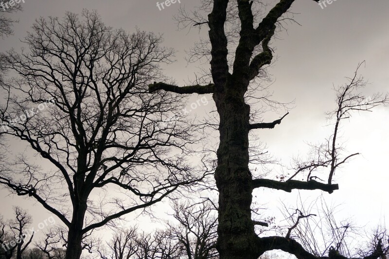 Trees Oak Old Oak Nature Bark