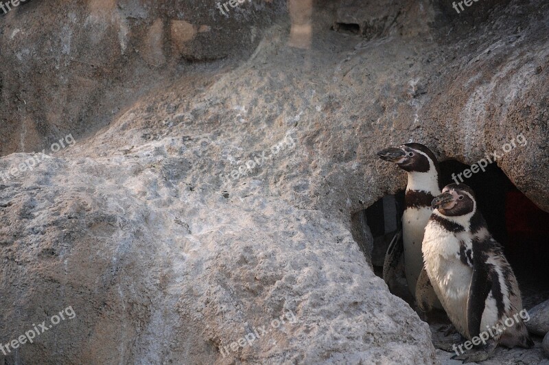 Zoo Penguin Bird Free Photos