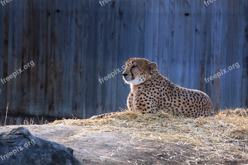 Zoo Leopard Cat Free Photos