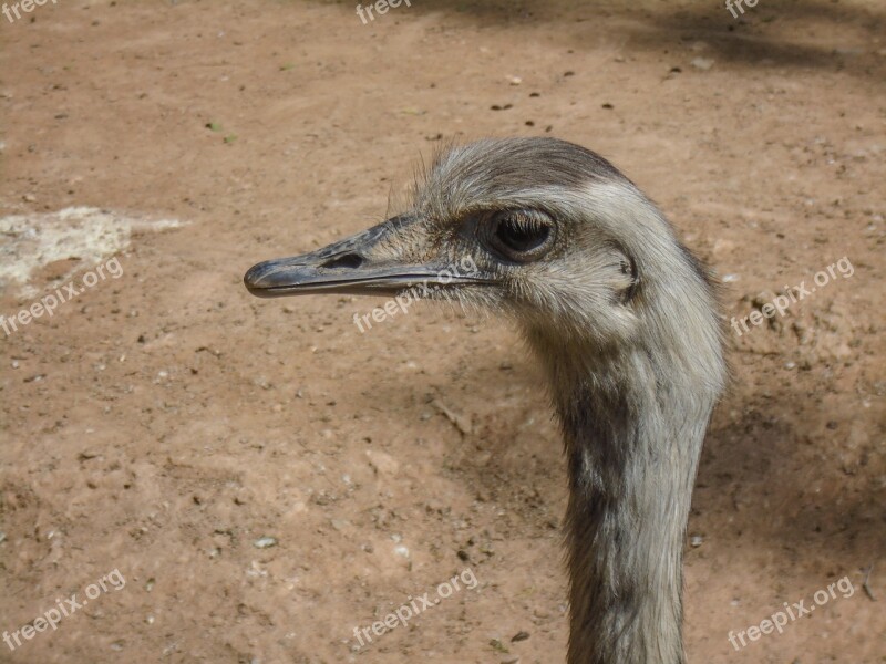 Ostrich Animal Bird Wild Curiosity