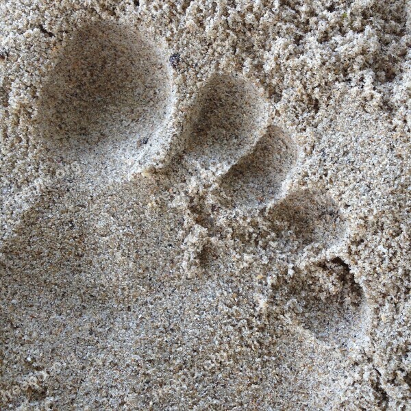 Sand Footprint In The Sand Beach Footprints Footprints In The Sand