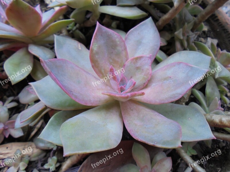 Echeveria Succulent Plants Plant Free Photos