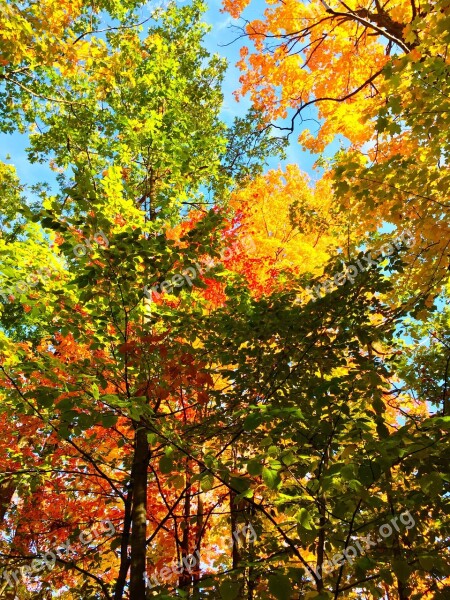 Trees Leaves Nature Wood Woodland