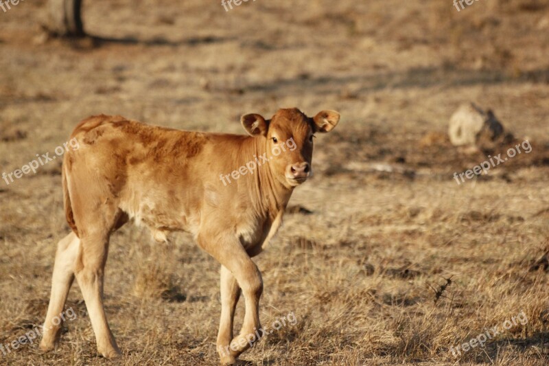 Calf Young Animal Cow Free Photos