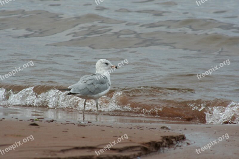 Nature Birds Animal Sea Bird Sea