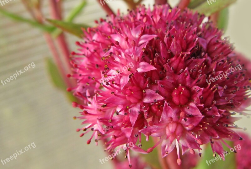 Flower Summer Purple Plant One