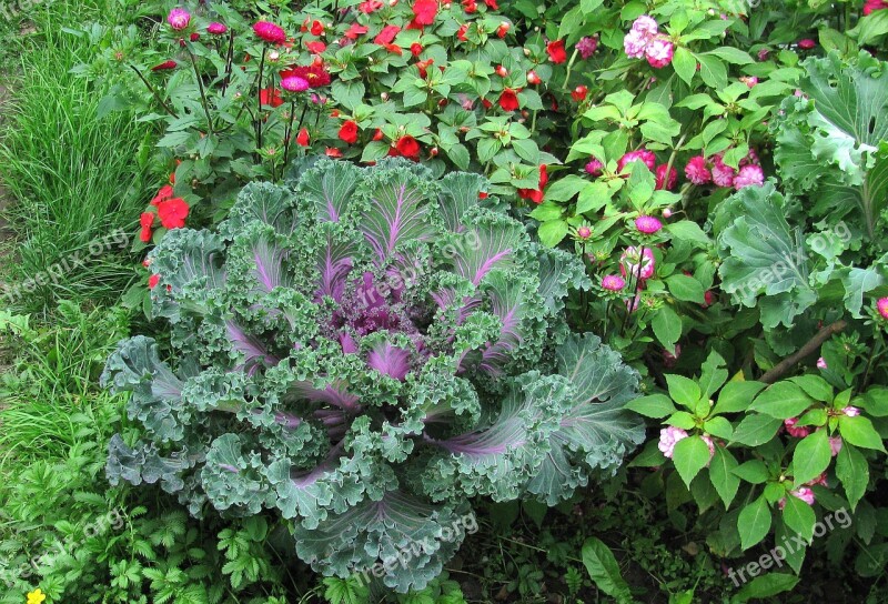 Garden Cauliflower Summer Green Grass Closeup