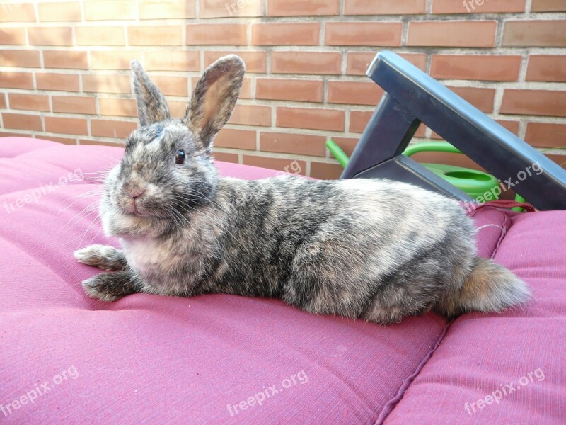 Rabbit Lazy Relaxed Rest Relaxation