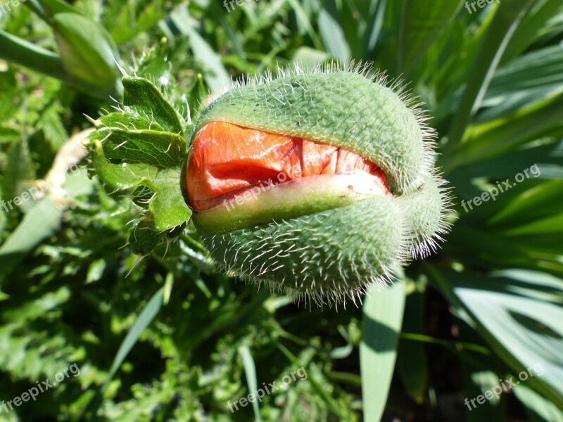 Poppy Bud Red Close Up Spring