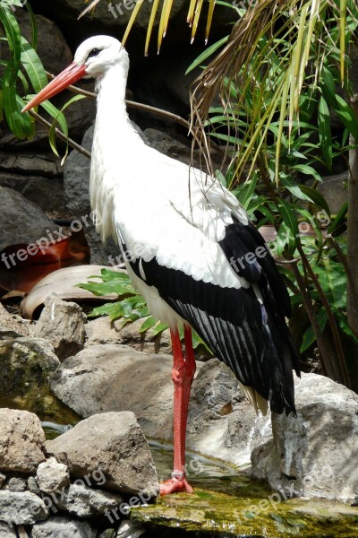 Stork Storks Migratory Birds Rattle Stork White Storks