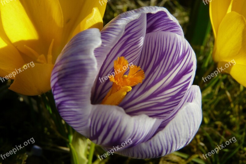 Crocus Harbinger Of Spring Spring Bloom Flowers