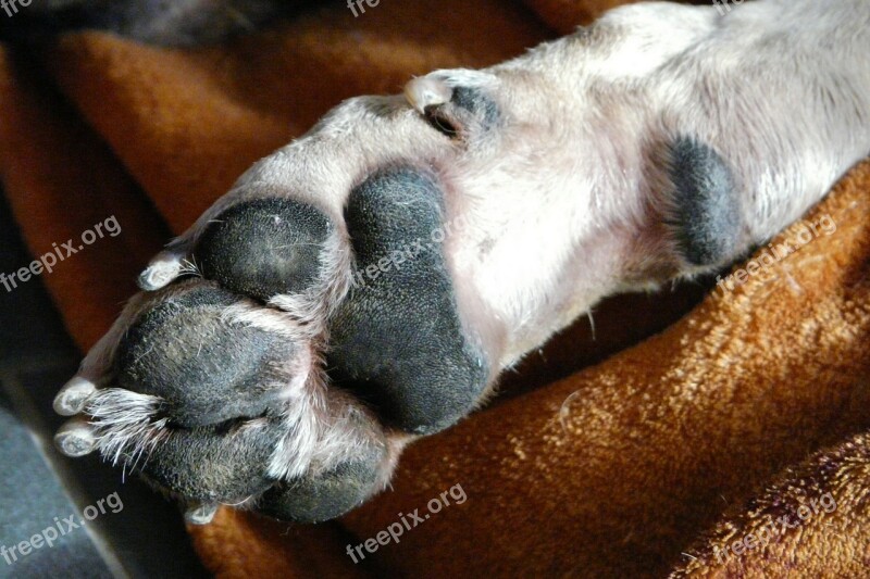 Dog Dog Paw Luck Foot Animal Paws