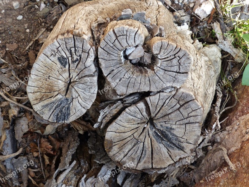 Tree Stump Wood Grain Heart Shape Structure Cutting Edge