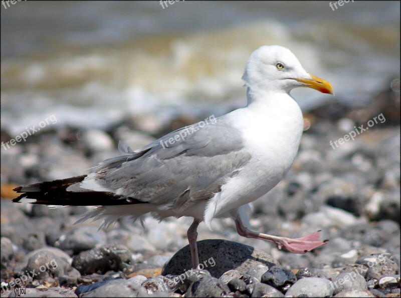 Seagull Bird Gull Nature Animal