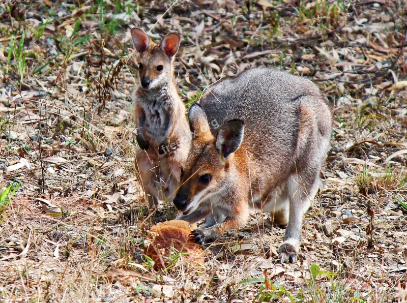 Kangaroo Joey Baby Wallaby Australia